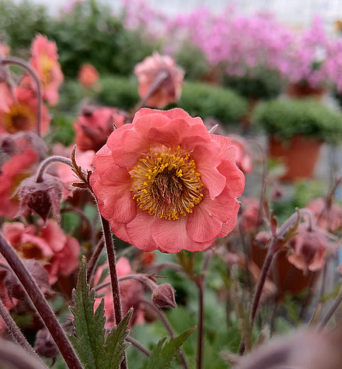 fbf2179d848713ee9ff069d8215e1690