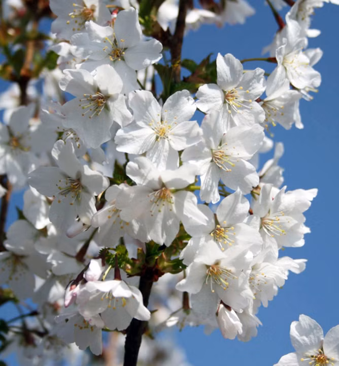 fc06050aa2d17d064e41906902cfedc4