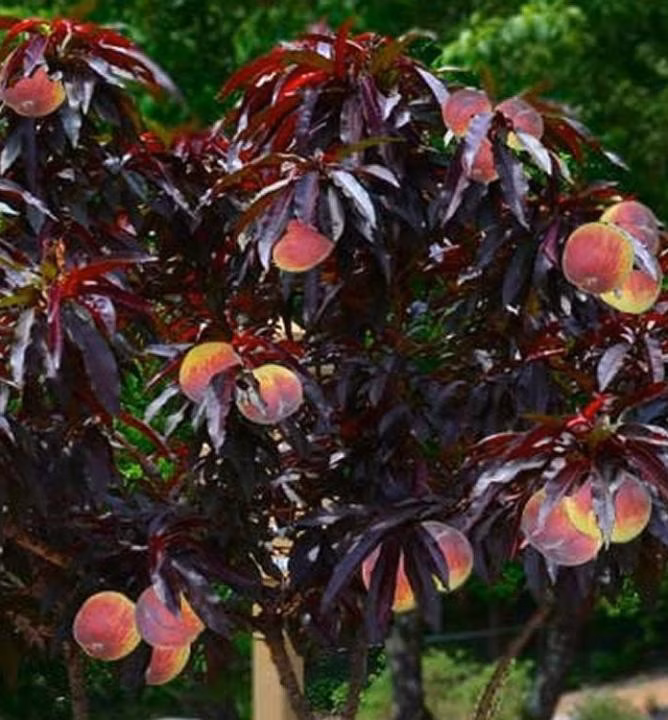 fc77608f4f35dc6435febdbe7f8b1458