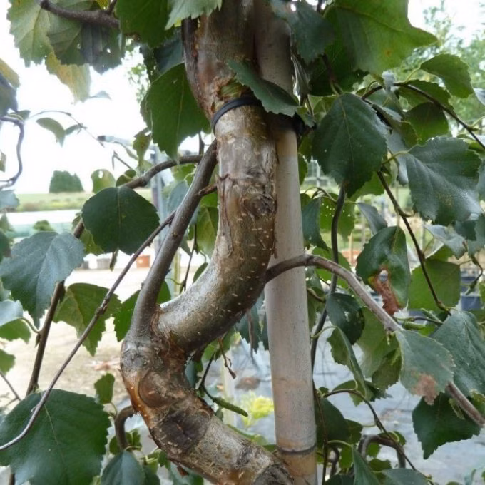 fc7baa215259daef27bb5c5589faeaaa