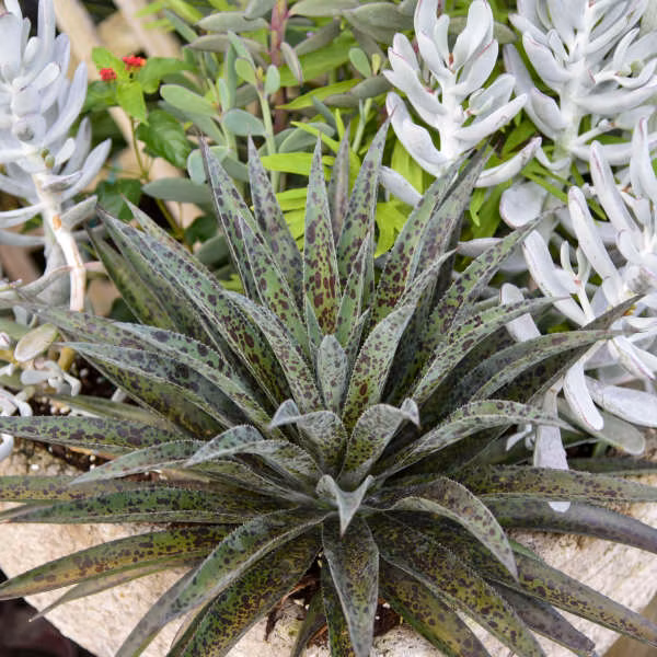 fc8aa36bb2ef525f63b637dacf372a7f