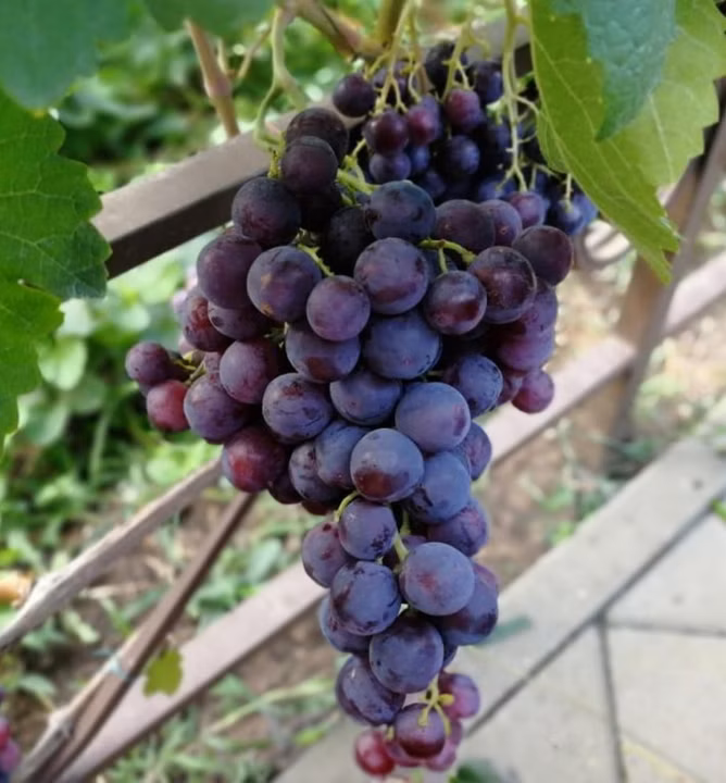 fca86db39bfa12be4ca4c7263f42f32f