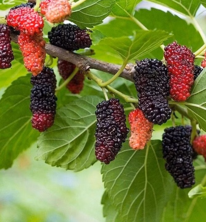 fcba469ef777f184a5d425ad592817a8