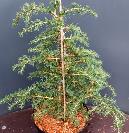 fcbbc1106e07027a6bc8850c72f474cc