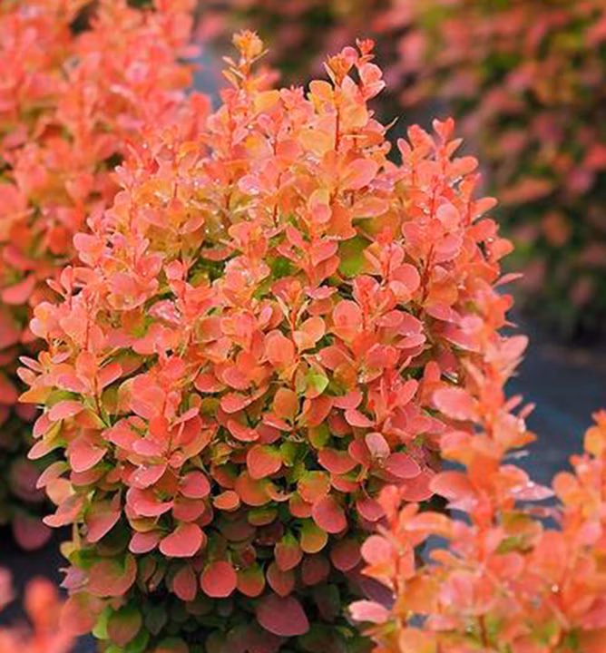 fcf310edc9ca483da2330fce69169e77