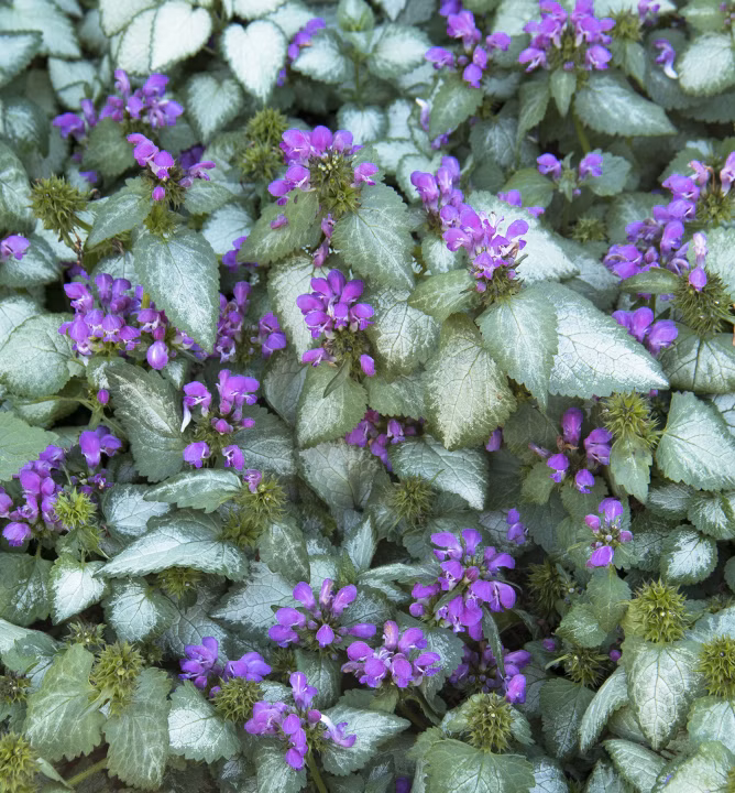 fd1769220624c46e3660fdbc0dadbf74