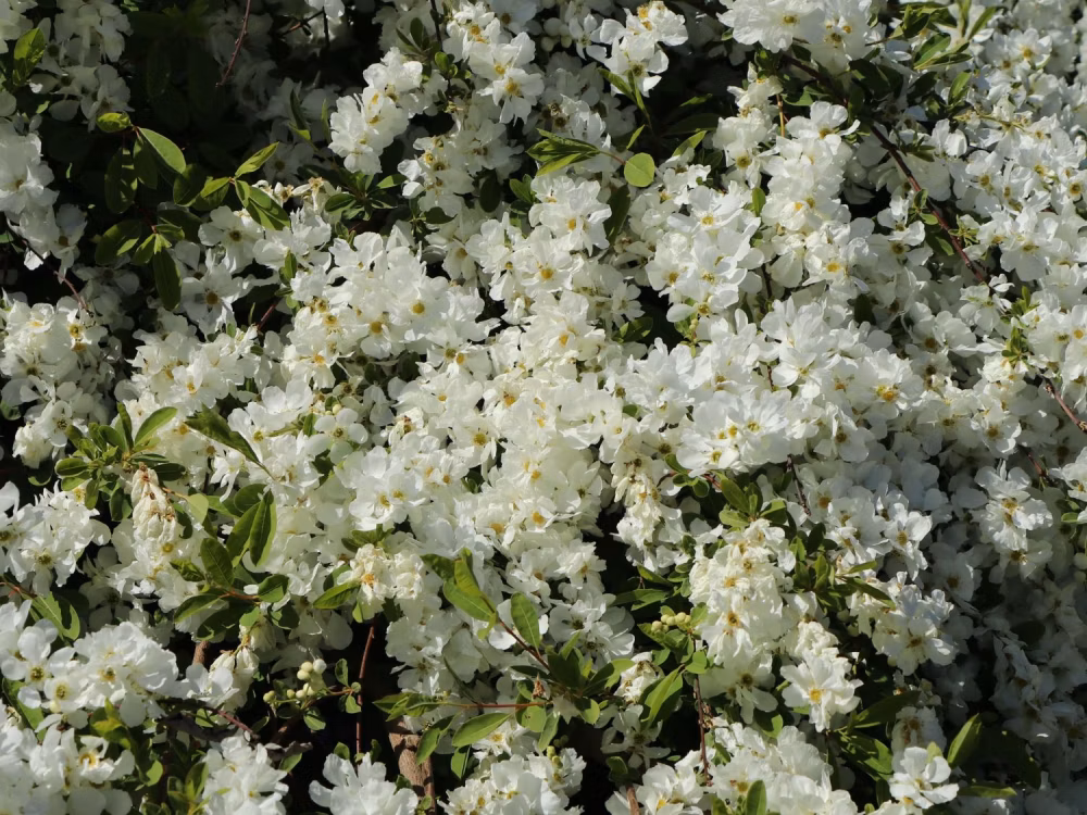 fd831df2df98eb71f251c3061403a97c