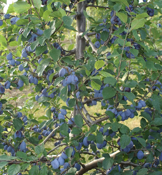 fd9c7333c9af45df573fffa2306da4c8