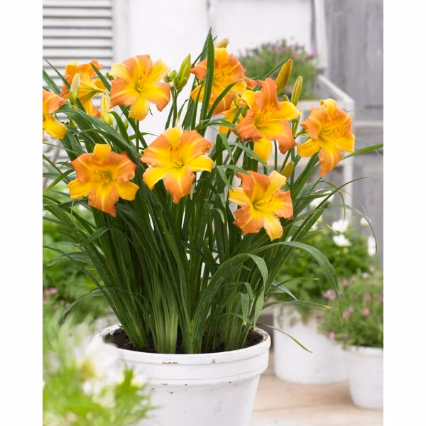 fda7679bd070a640e03f8019aa02f351