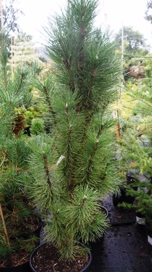 fdbfe9d209e717cc41c2e145616e8369