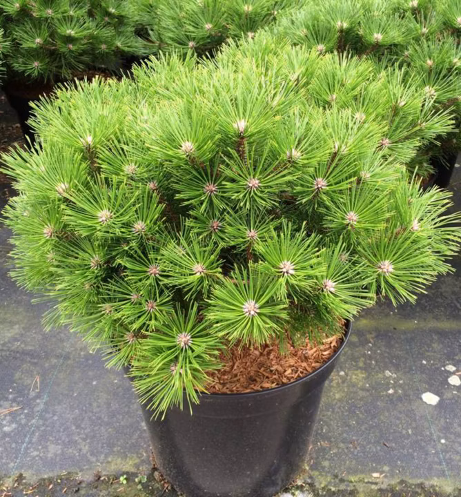 fdc1069dc8675c908169ffcbd5c3d11f