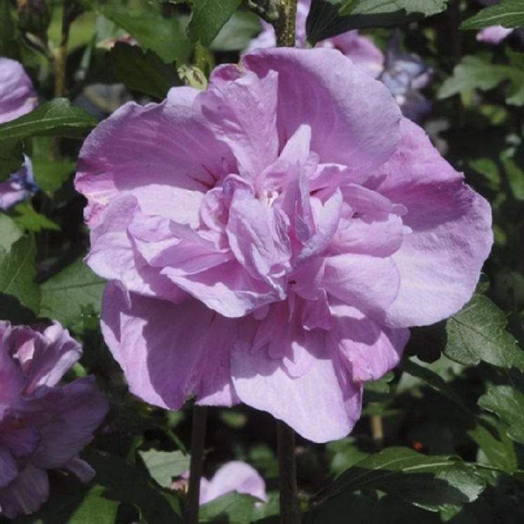 fdf3f4524149a7df4a038ee73ebfbee7