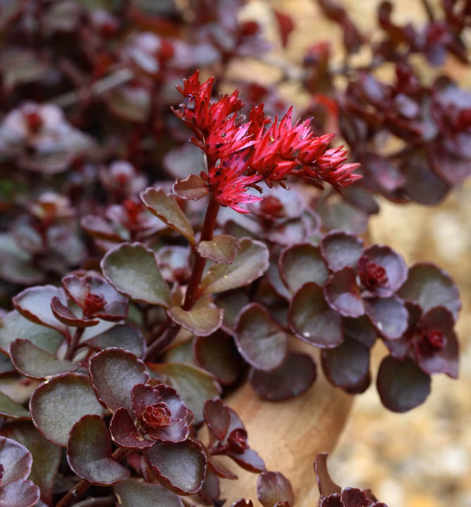 fe5f0d4a33cb0e2ebde9b73627c3525b