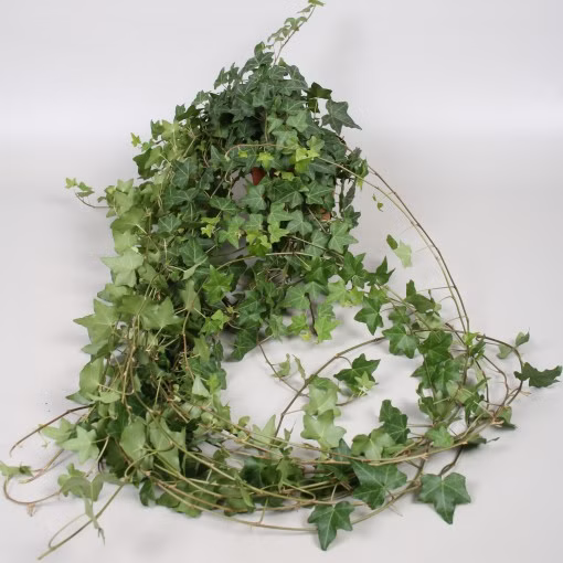 fe5f5caad81418d36add262e4f2dbbbf