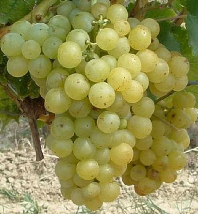 fe619ba728a98c53548fd859d3ccdd06