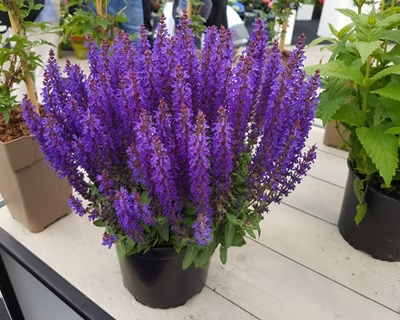 fe7cf363e5053dc0305019689f1eabb8