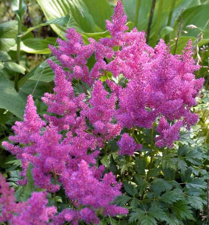 fea840704f45a82e9d0f27e1191de263