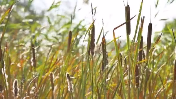 febe5e996108b6f0723fc68b4450ab6c