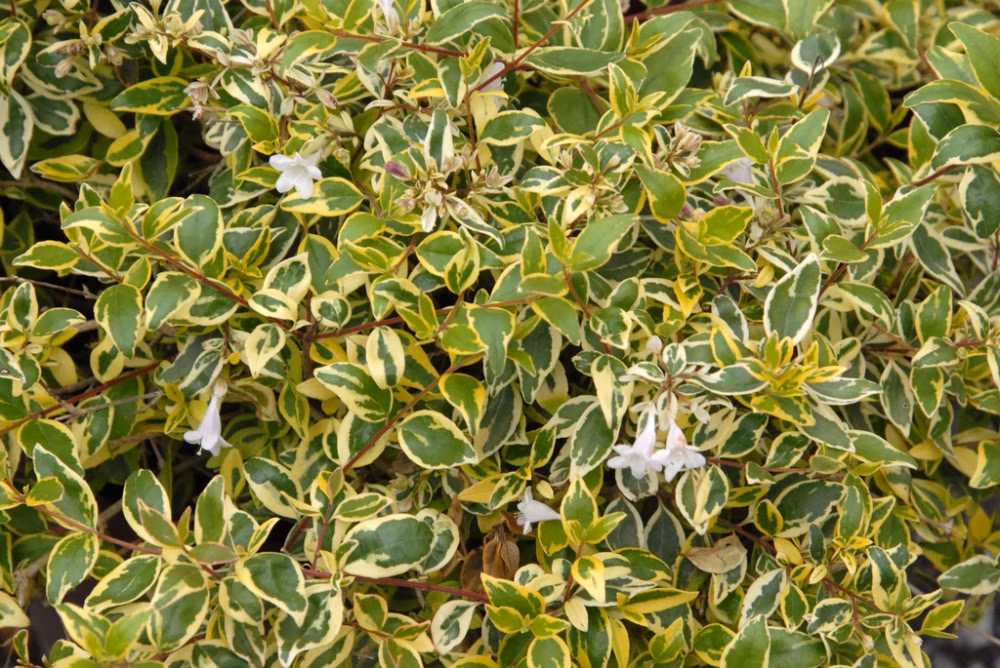 fec601b0204284b58abe1fd6d4dd5de4