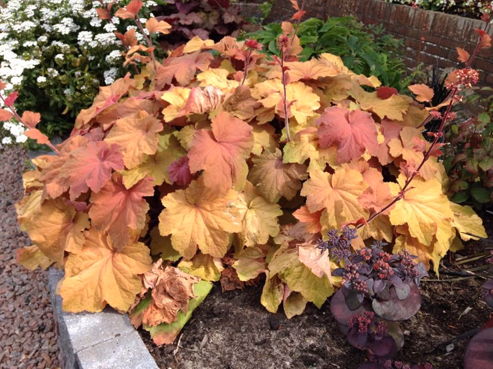 ff0177815ae84e35aa87e922a9fbeb5a