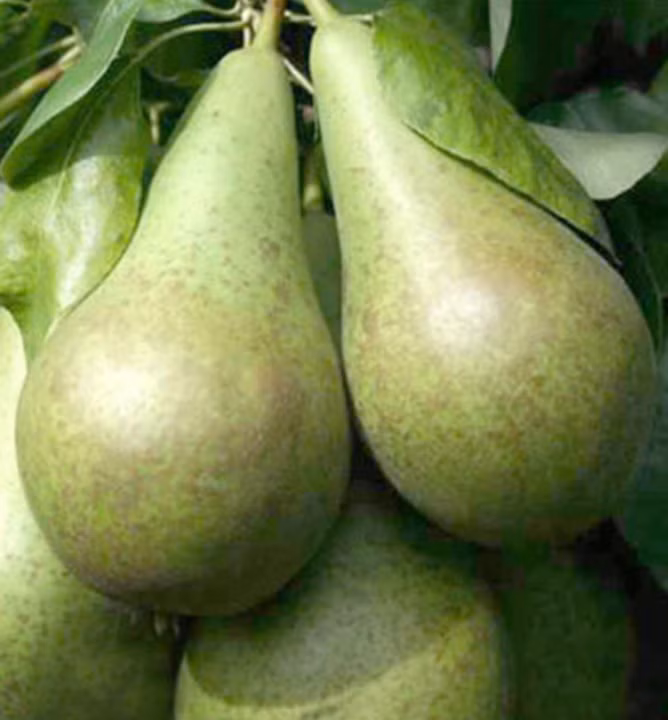 ff1c340ce40a8db5d04c3b20fcbb386b