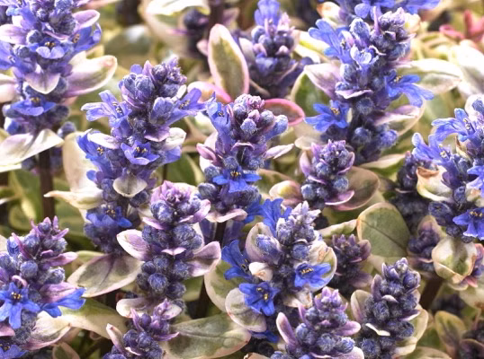 ff778c8fa6277a9faebc2ee3195e0c2e