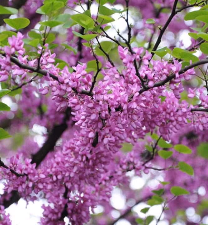 ff957a278fafebf40feebad4a93fcdf7