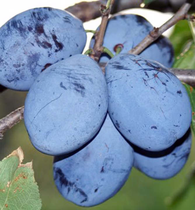 ff9b05b1e34775814b48231d5530baeb