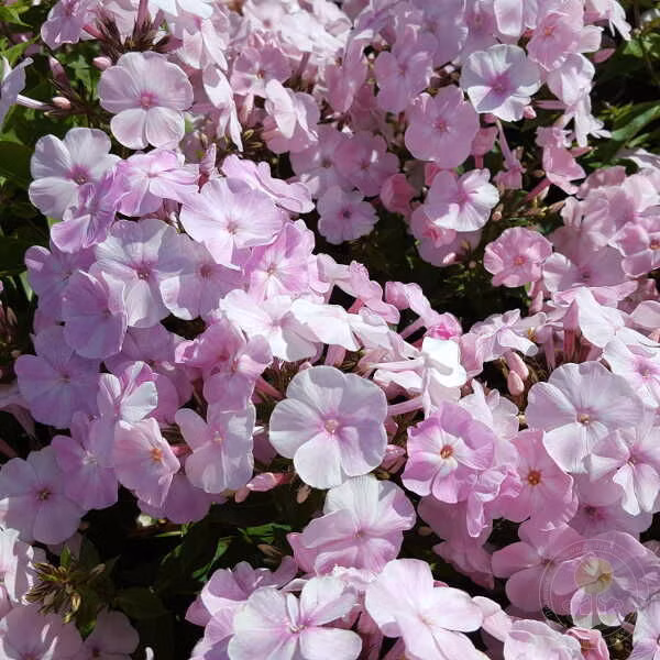 ffe179aba4e756d2c9a7ce3e4aa8810c