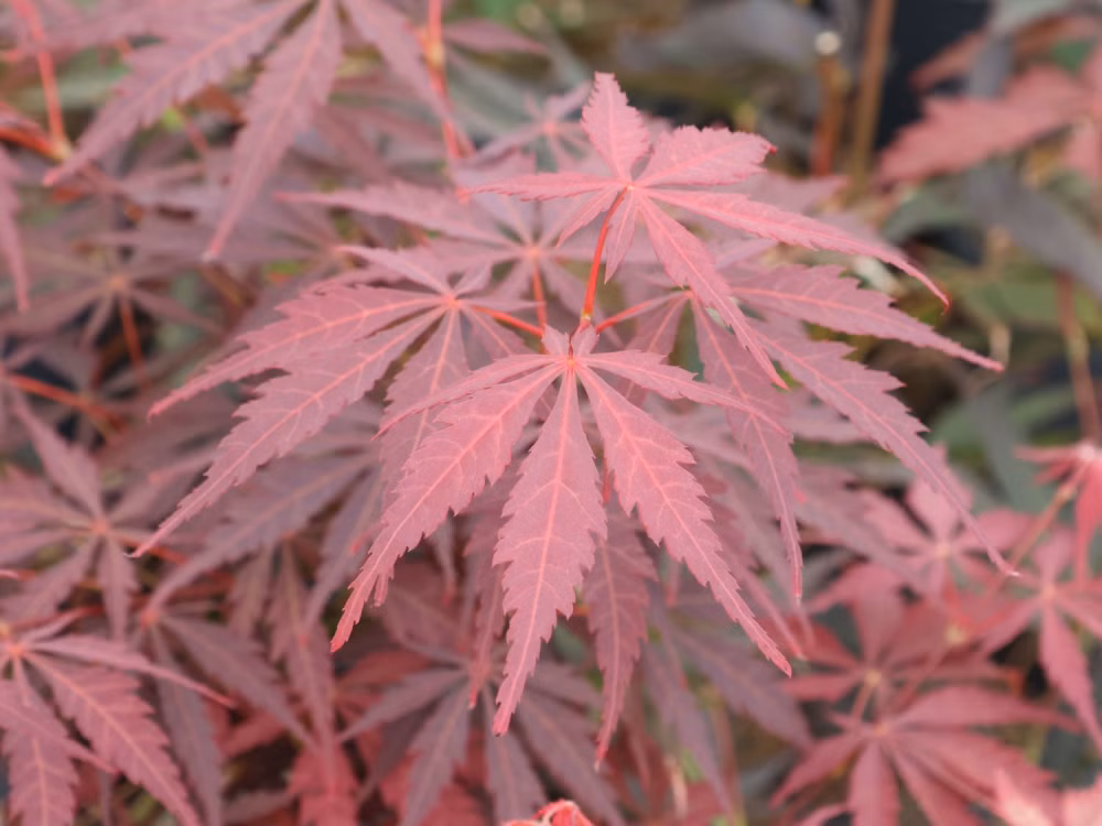 ffe8e1213772f87ac8fa00c73931e955