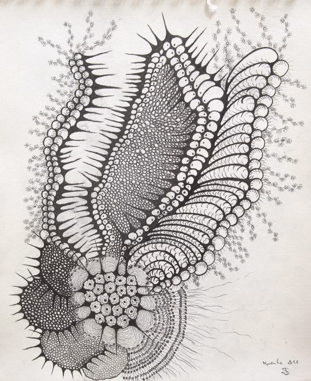 GORGONIA ANIMALIS (15)