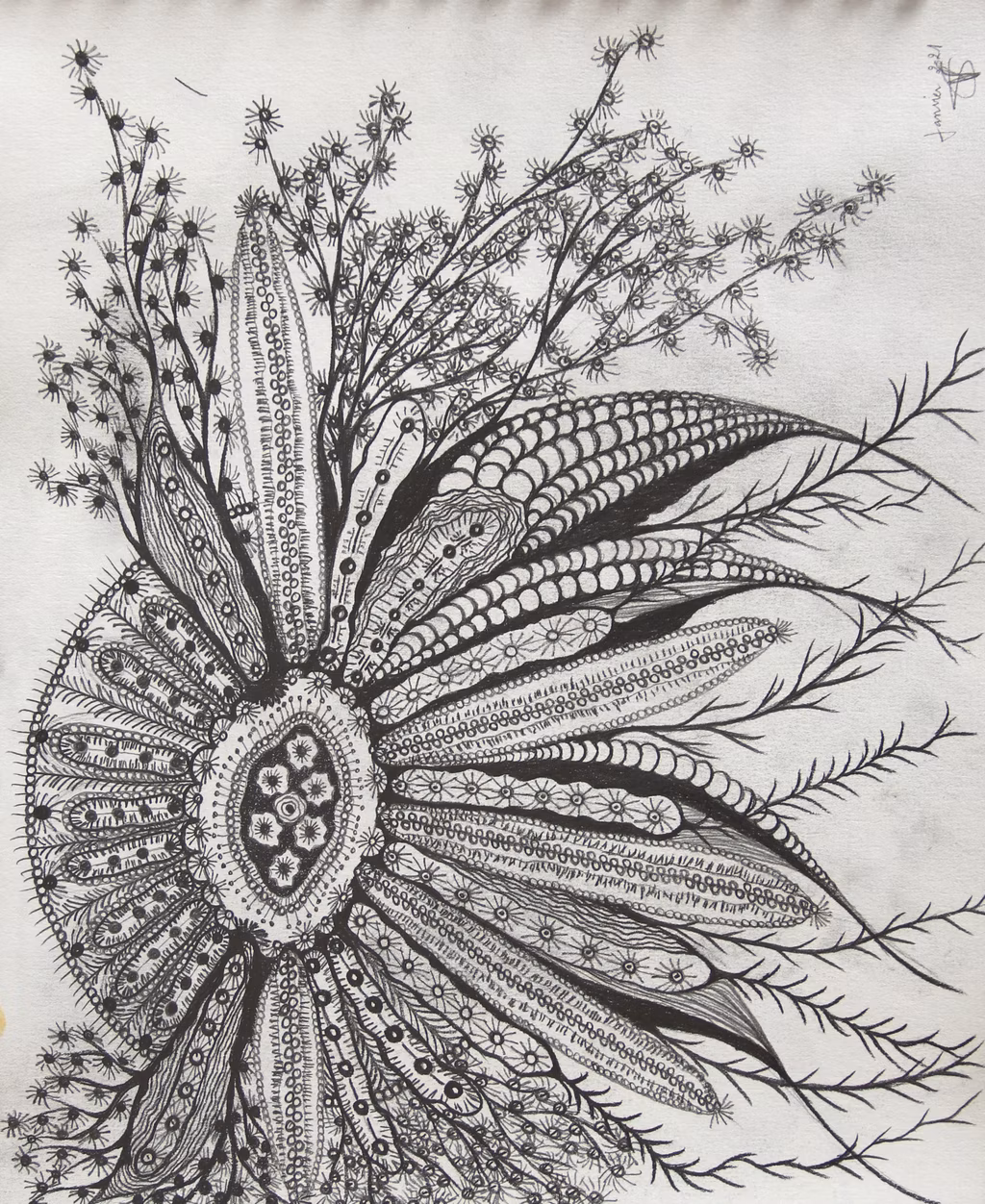GORGONIA ANIMALIS (8)