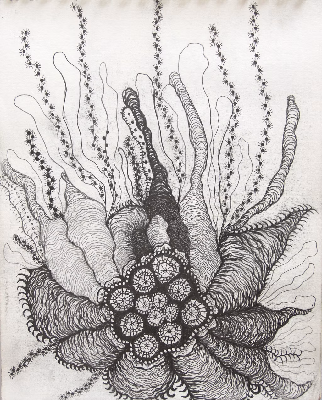 GORGONIA ANIMALIS (14)