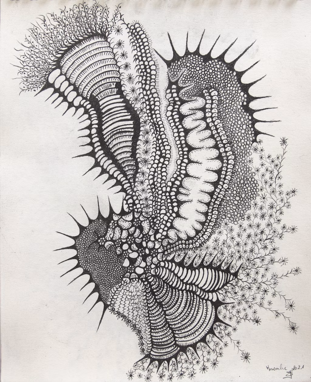 GORGONIA ANIMALIS (16)