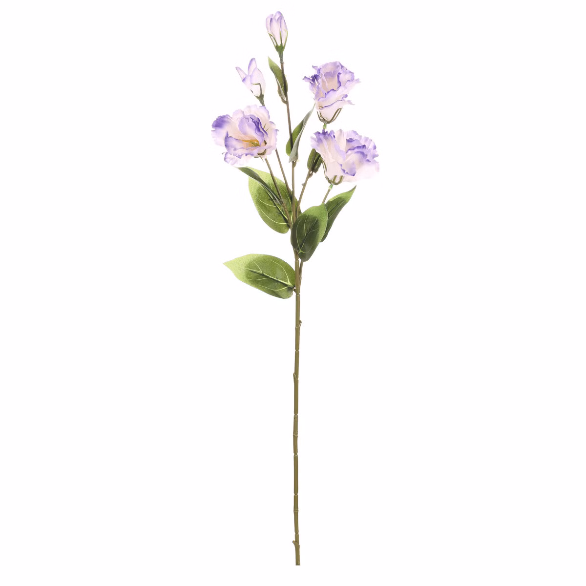 2461aac92575c876f163da6a4018723a