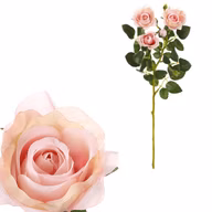 926c13df54a19a9d1783780a66db8412