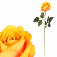 a114c18003e320aa0ee49ea27d7e5993