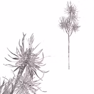 e67c83cf7126a5b6fa40bb71878a12ae